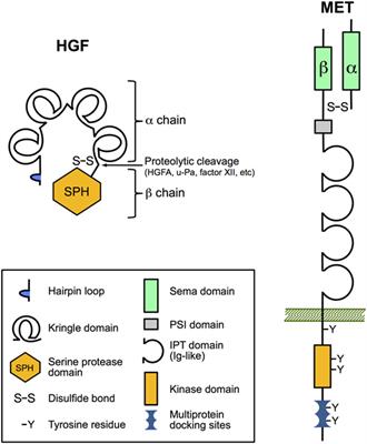 The Impact of the Epithelial–Mesenchymal Transition Regulator Hepatocyte Growth Factor Receptor/Met on Skin Immunity by Modulating Langerhans Cell Migration